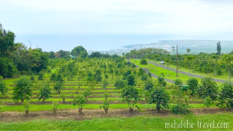 ハワイ島　コナコーヒー焙煎体験　農園